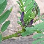 Astragalus crenatus പുഷ്പം