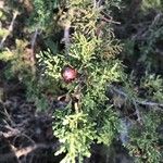 Juniperus phoenicea Fruit