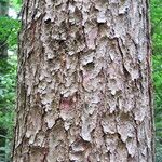 Pinus koraiensis പുറംതൊലി