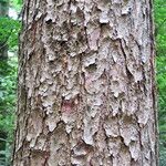 Pinus koraiensis 樹皮