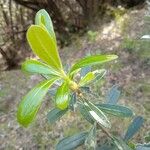 Daphne sericea Leaf