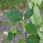 Alniaria alnifolia Листок