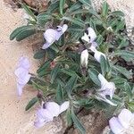 Viola arborescens Blomma