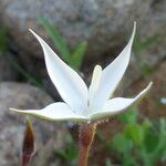 Conostomium quadrangulare Blomma