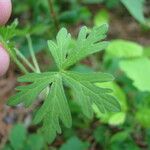 Geranium bicknellii Liść