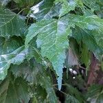 Acer tataricum Folha