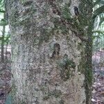 Ouratea guianensis