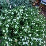 Aster ageratoides Costuma