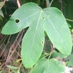 Passiflora tenuifila Leaf