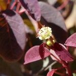 Euphorbia cotinifolia Kukka