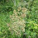 Heracleum sphondyliumFlower