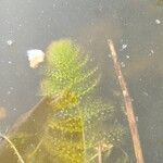 Utricularia australis 葉
