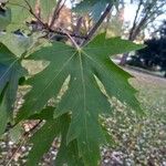 Acer saccharinum Blatt