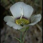 Calochortus gunnisonii Λουλούδι