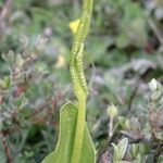 Ophioglossum vulgatum ফুল