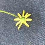 Jacobaea minuta Цветок