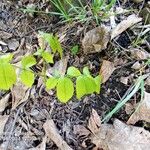 Juglans cinerea Blad