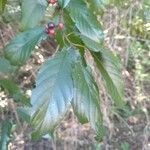 Frangula caroliniana Leaf