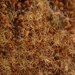 Platycerium elephantotis Fruit