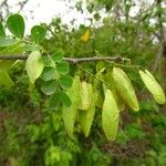 Haematoxylum campechianum Gyümölcs