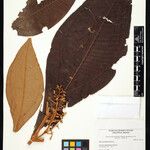Miconia biglandulosa Hoja