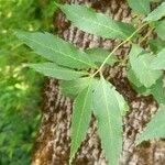 Fraxinus bungeana Leaf