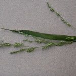 Ehrharta erecta 花