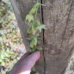 Epipactis phyllanthes Flower