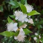 Myrtus communis 花