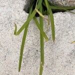 Nothoscordum borbonicum Leaf