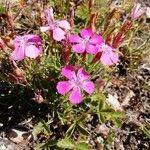 Dianthus glacialis 花