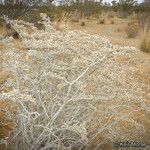 Eriogonum plumatella Habit