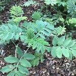 Melianthus major Blatt