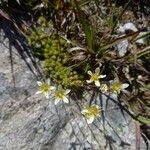 Saxifraga bryoides Plante entière