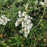 Achillea clavennae Kvet