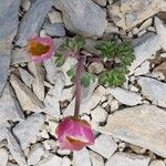 Ranunculus glacialisFlower