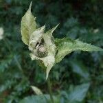 Cirsium oleraceum 花