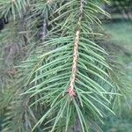 Picea wilsonii Hoja