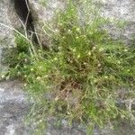 Sagina procumbens برگ