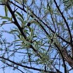 Elaeagnus angustifolia Fiore