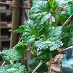 Ribes uva-crispa Feuille