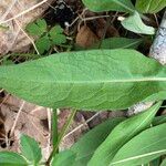 Centaurea nigrescensLehti