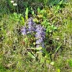 Ajuga genevensisKvět