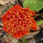 Haemanthus coccineus फूल