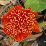 Haemanthus coccineus 花