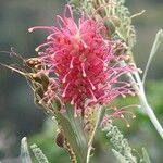 Grevillea banksii Virág