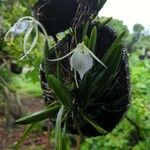 Brassavola acaulis Flower