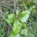 Dendrophthoe falcata Leaf