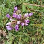 Gentianella anisodontaFlower