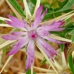 Centaurea calcitrapa 花